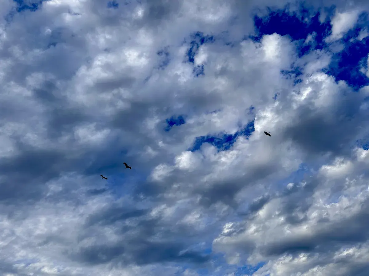Drei Störche fliegen hoch am Himmel, umgeben von einer großen Fläche grauer und weißer Wolken, durch die teilweise blauer Himmel sichtbar ist.
