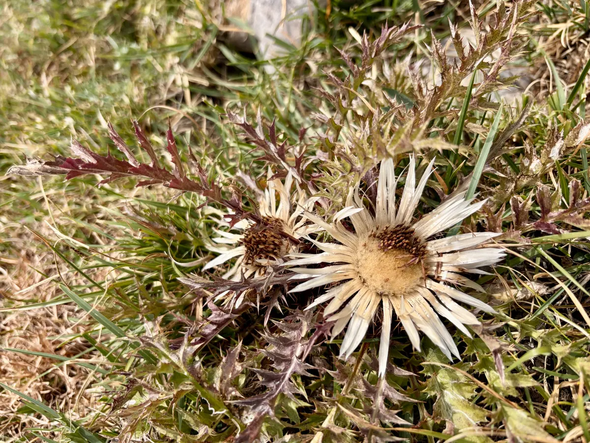 Zwei verblühte Silberdisteln zwischen Gras und stacheligen Blättern auf einer Bergwiese