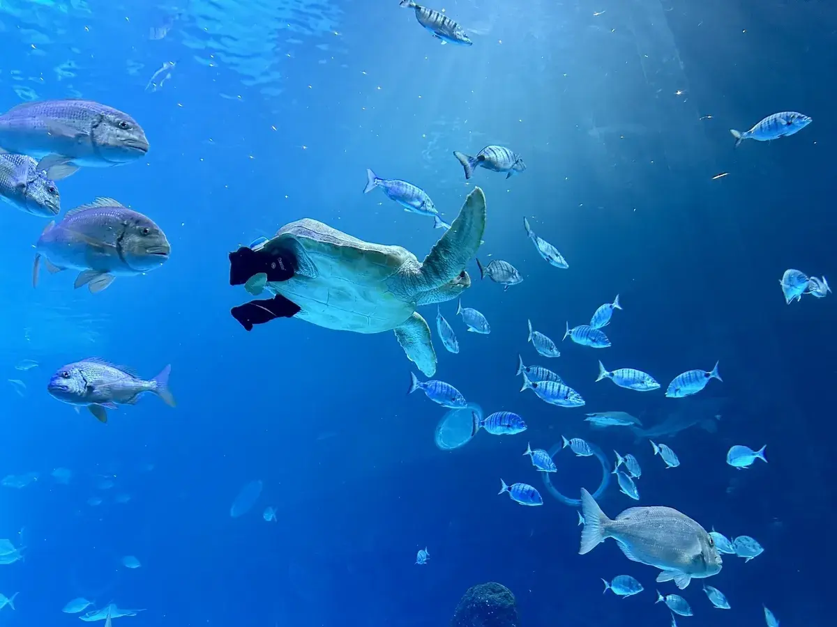 Eine Meeresschildkröte schwimmt inmitten einer Gruppe von Fischen im klaren blauen Wasser.