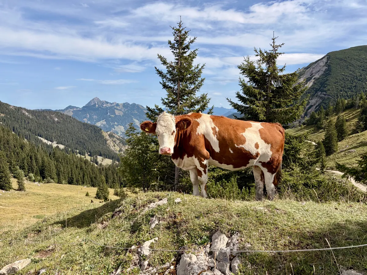 Braun-weiße Kuh auf einer Almwiese vor Fichten und Bergpanorama bei blauem Himmel