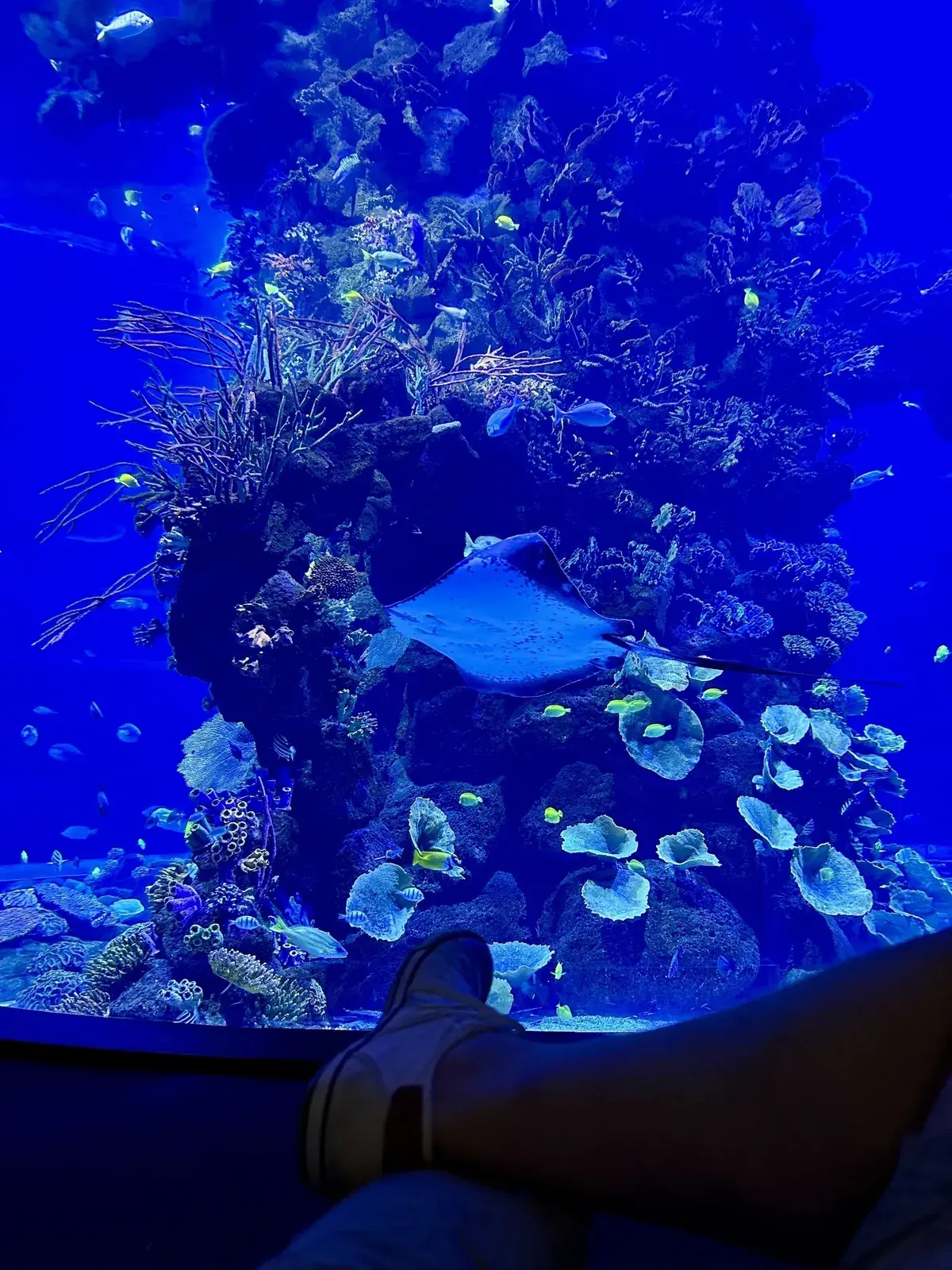 In einem großen Aquarium schwimmt ein Rochen vor einer bunten Korallenlandschaft, während eine Person auf einem erhöhten Platz nahe dem Glas sitzt.