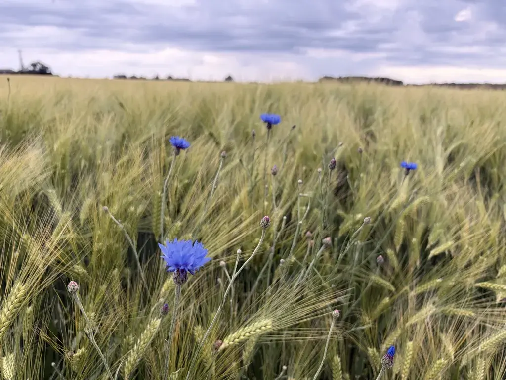 In einem weitläufigen Feld wachsen grüne Ähren, durchsetzt mit leuchtend blauen Kornblumen. Der Himmel ist bewölkt, was der Szene eine ruhige, gemütliche Stimmung verleiht.