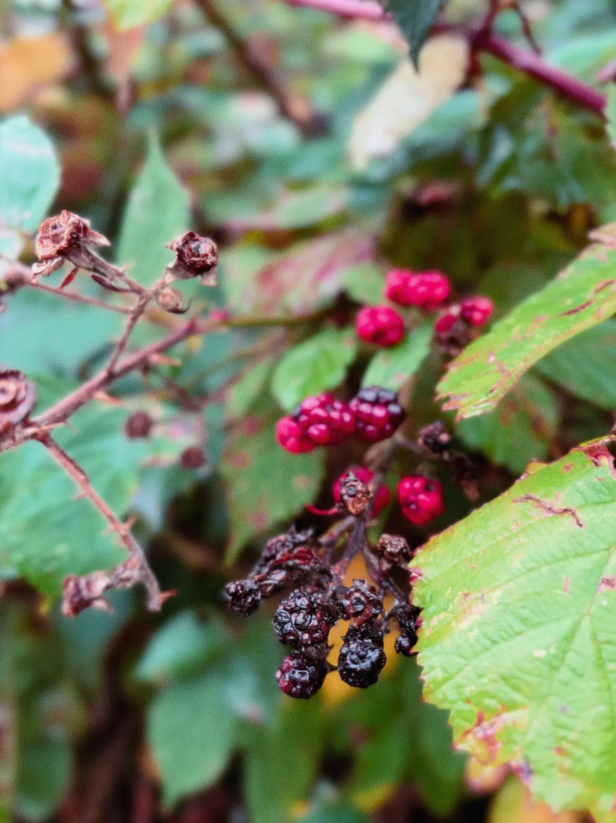 Reife und vertrocknete Brombeeren an einem Strauch mit grünen Blättern im unscharfen Hintergrund