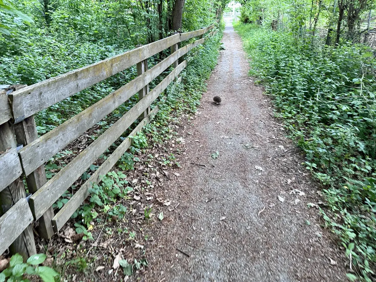 Ein schmaler Pfad führt durch einen Wald, gesäumt von einem hölzernen Zaun auf der linken Seite. Auf dem Weg läuft ein kleiner Igel, umgeben von üppigem Grün und Sträuchern.