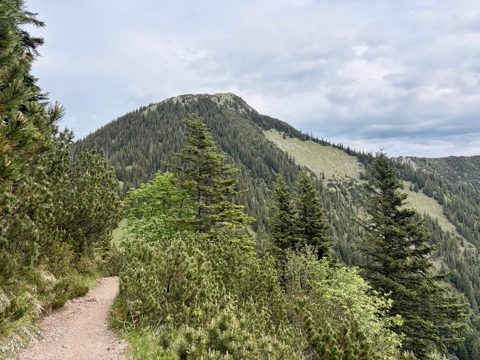 Schmaler Wanderpfad durch Latschen und Nadelwald auf dem Weg zum Heimgarten. Vorne liegt ein bewaldeter Bergrücken unter bewölktem Himmel.