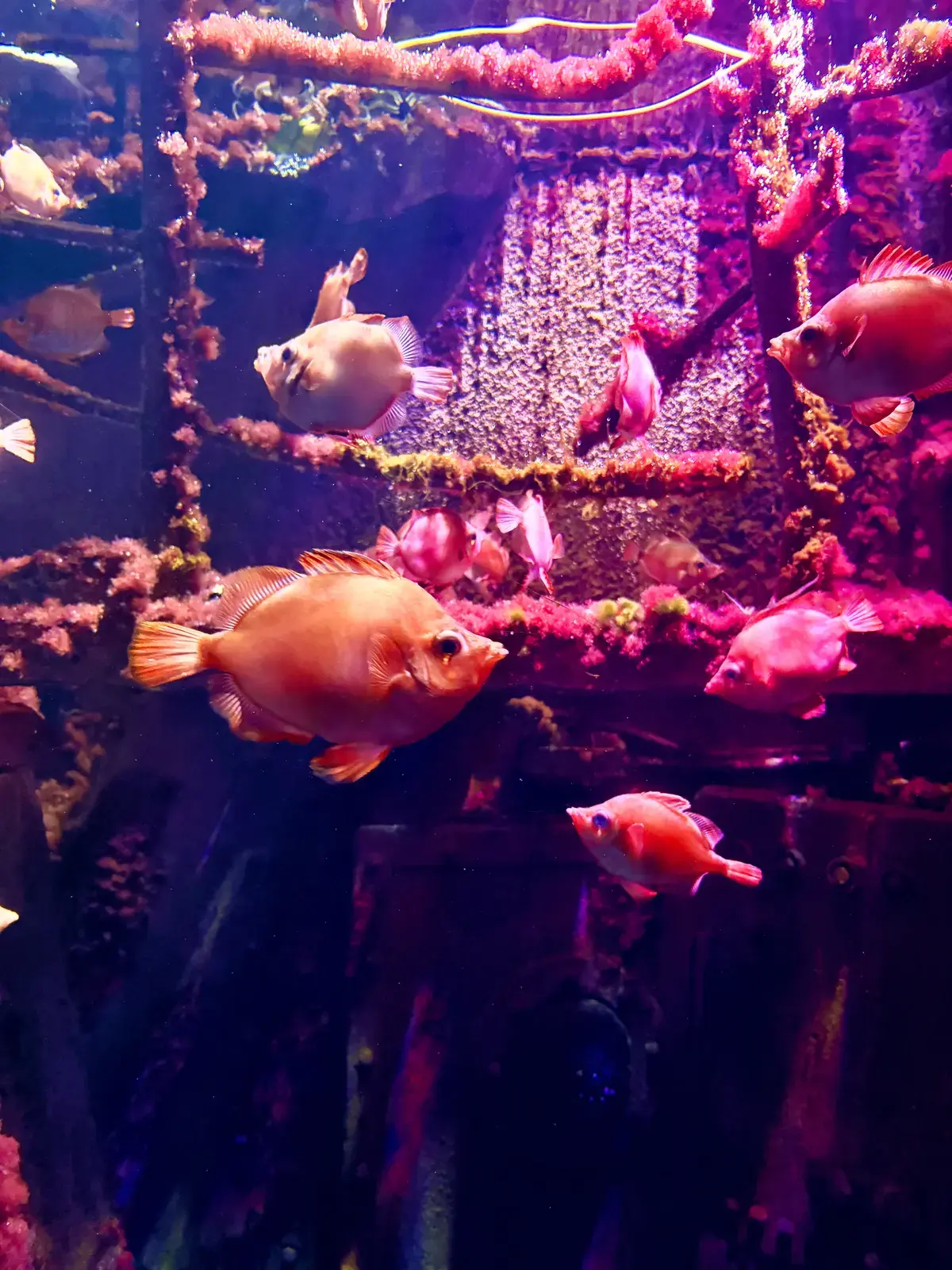 Mehrere orange und silbrige Fische schwimmen in einem bunt beleuchteten Aquarium im Ozeaneum von Stralsund.