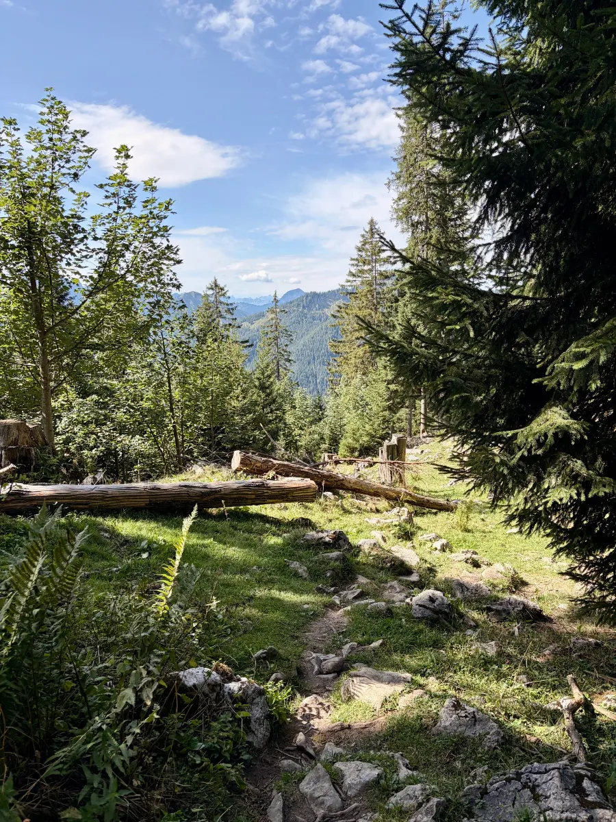 Steiniger Wanderpfad durch lichten Bergwald mit umgestürztem Baum und Blick auf bewaldete Hänge unter blauem Himmel