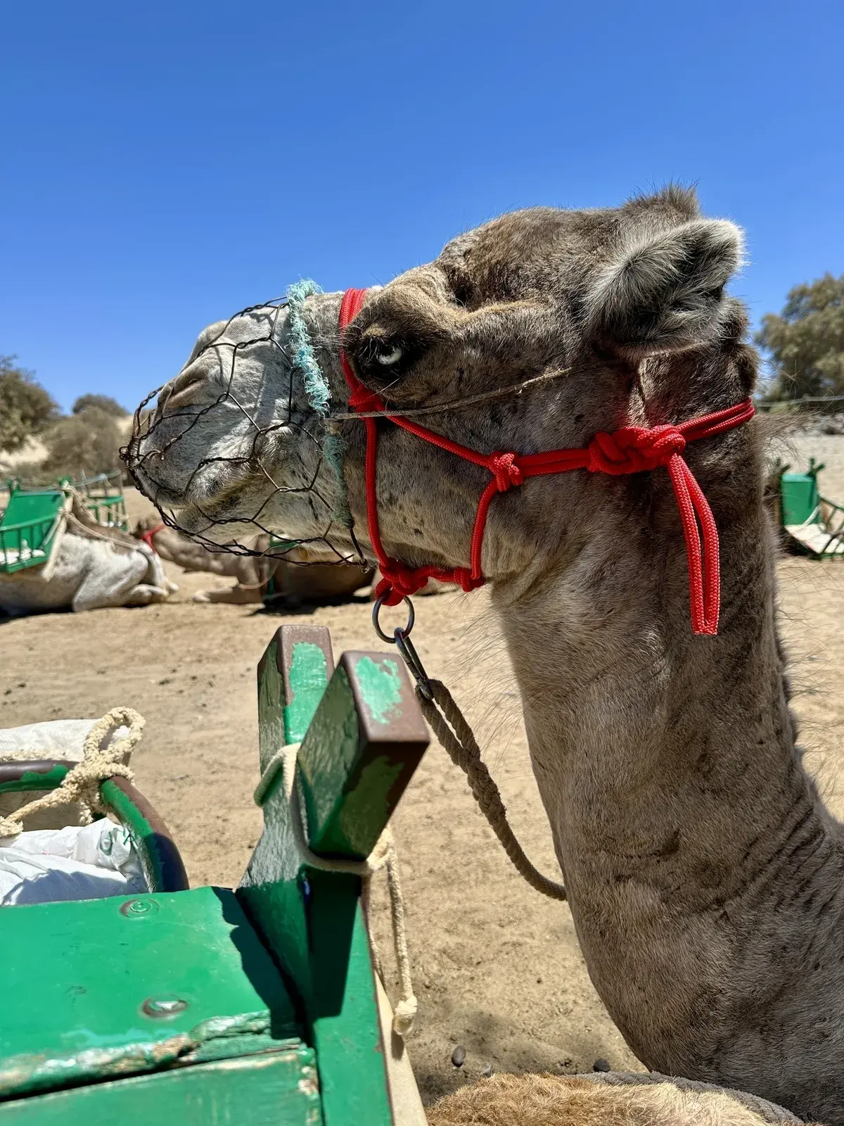 Ein Dromedar mit rotem Halfter steht auf sandigem Boden in den Dünen von Maspalomas.