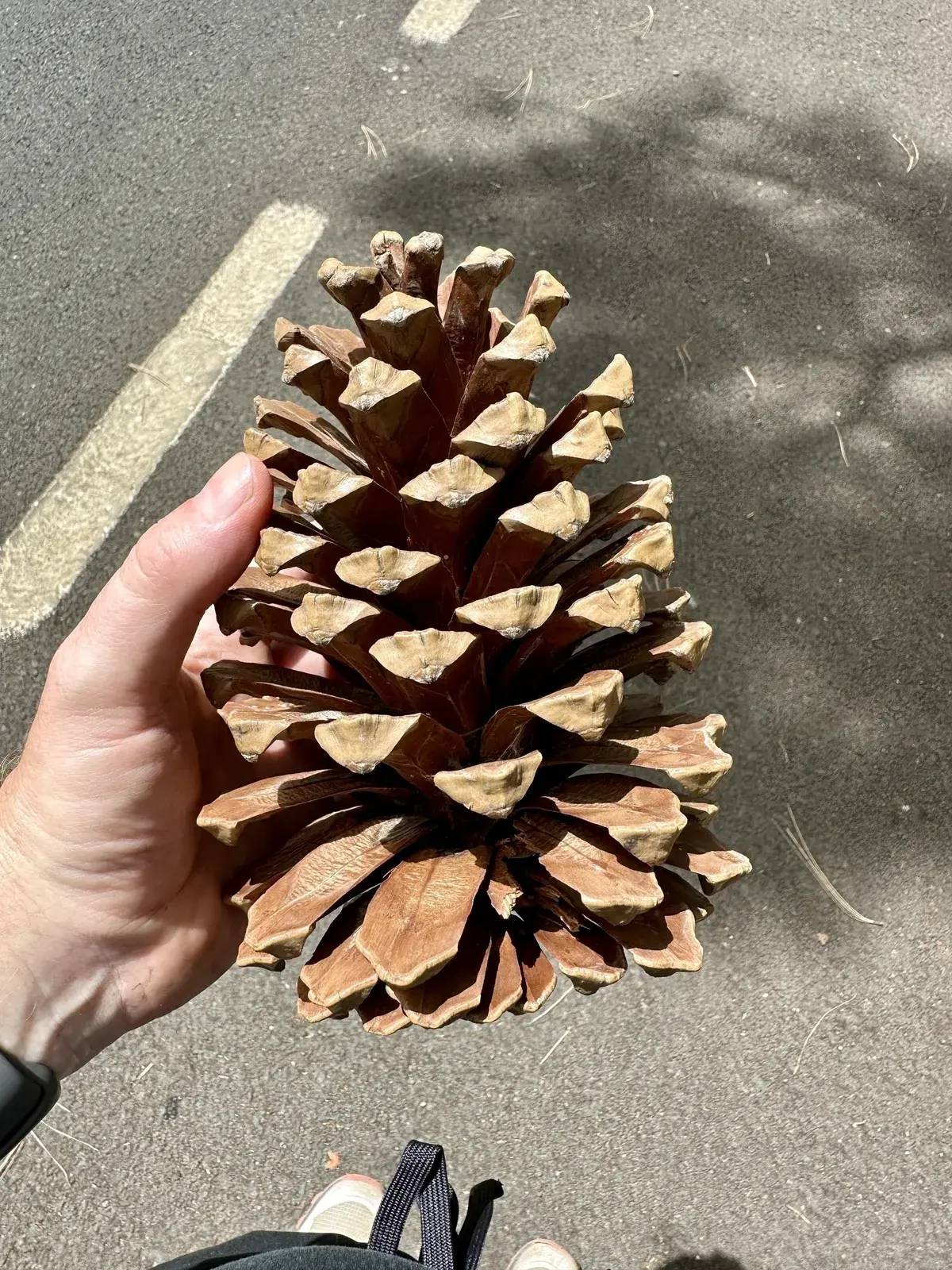 Eine Hand hält einen großen Kiefernzapfen auf einer asphaltierten Straße.