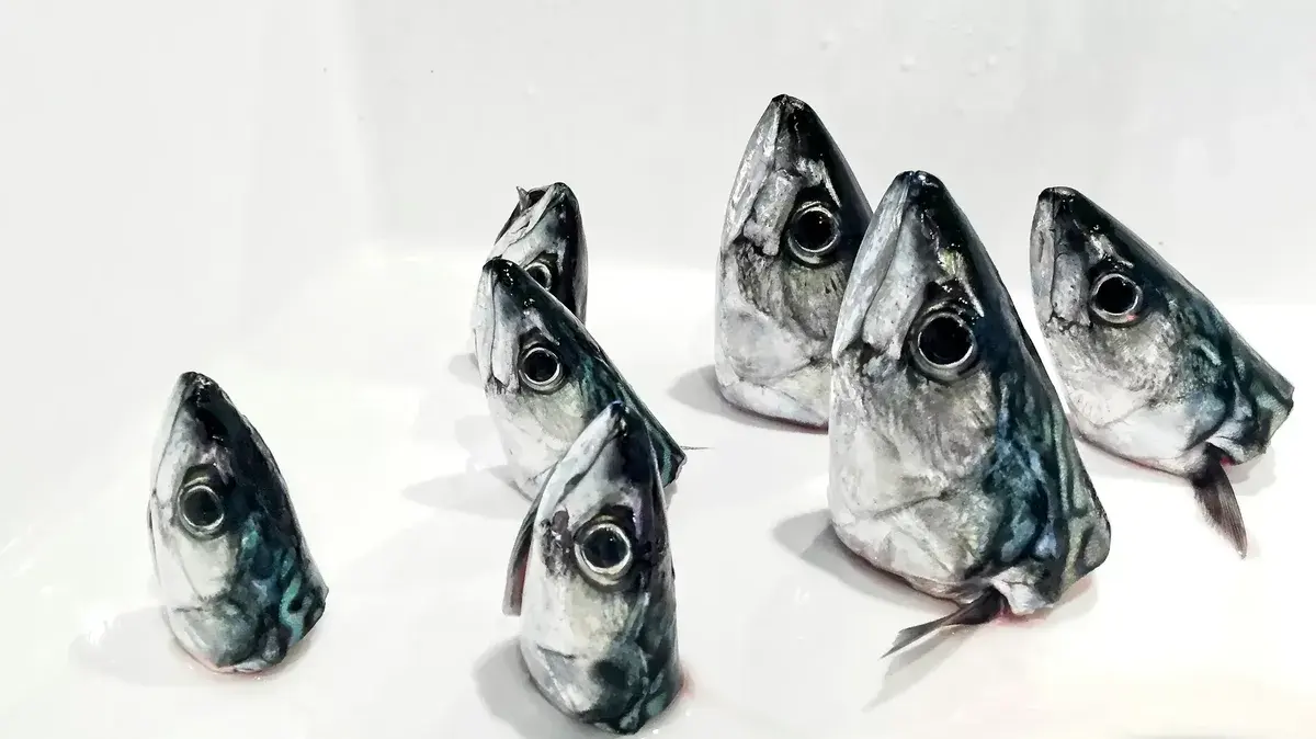 Sieben Fischköpfe liegen auf einem weißen Untergrund, einige in verschiedenen Größen und leicht unterschiedlichen Winkeln angeordnet. Die Köpfe haben eine glänzende, silbrige Oberfläche mit charakteristischen Augen und Kiemen.