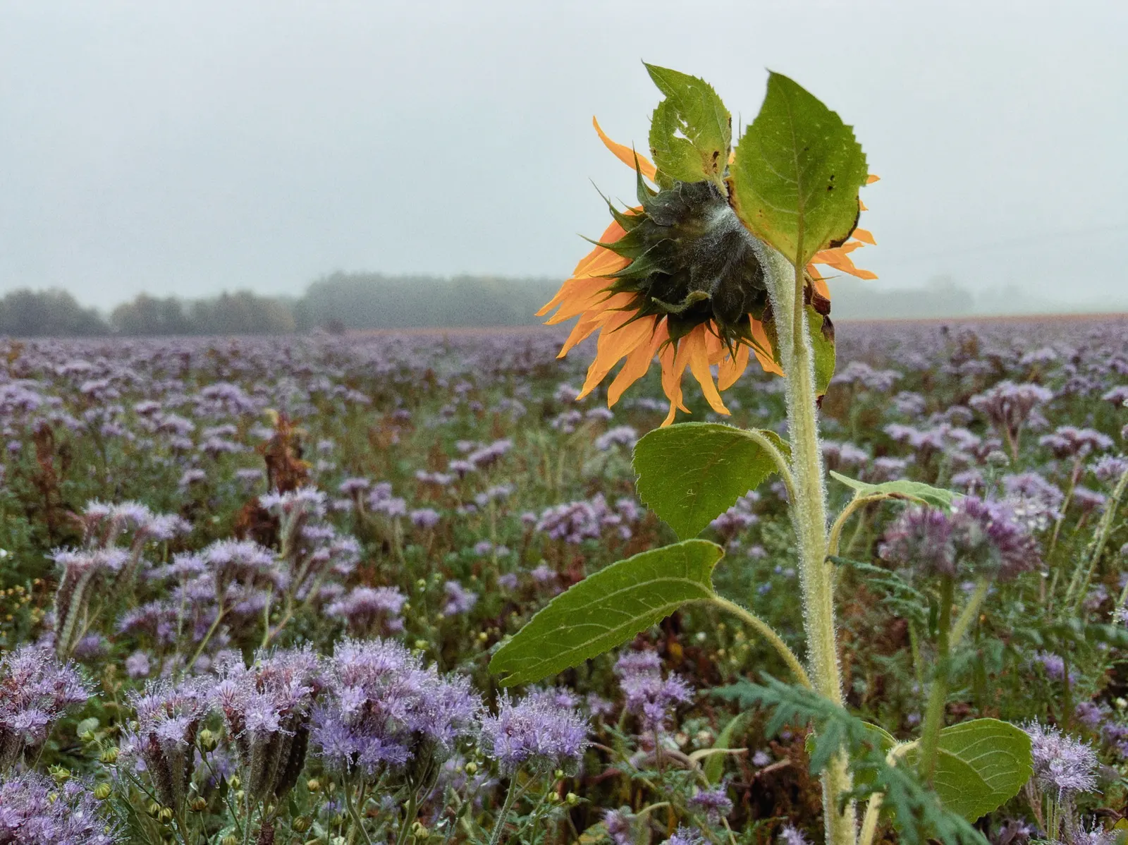 Verblühte Sonnenblume vor einem violett blühenden Feld im Nebel
