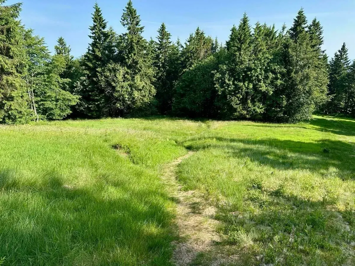 Eine grüne Wiese mit einem schmalen Pfad führt in einen dichten Wald aus hohen Bäumen.