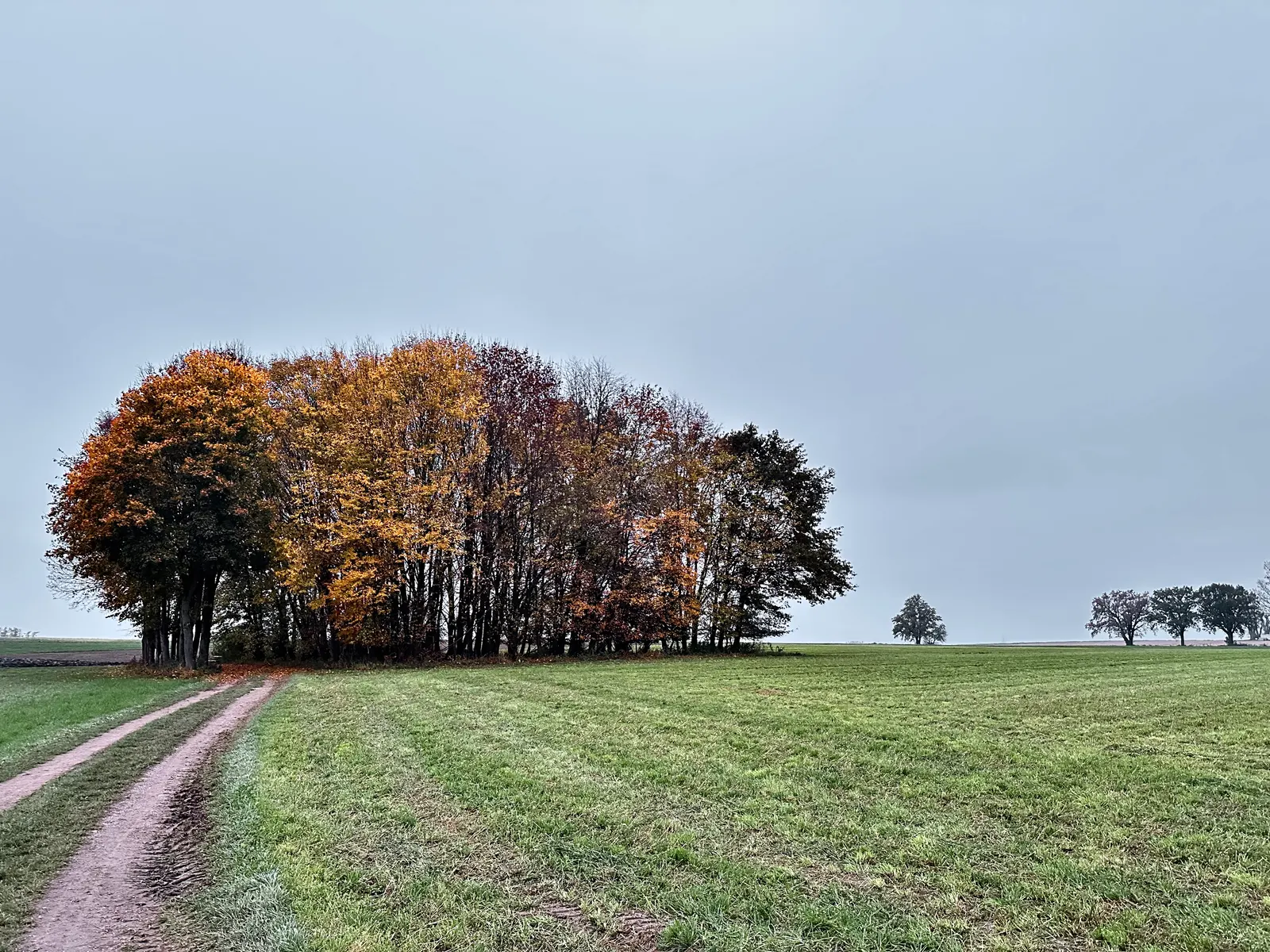 Baumgruppe mit herbstlich gefärbtem Laub neben einem Feldweg in weiter Wiesenlandschaft unter grauem Himmel