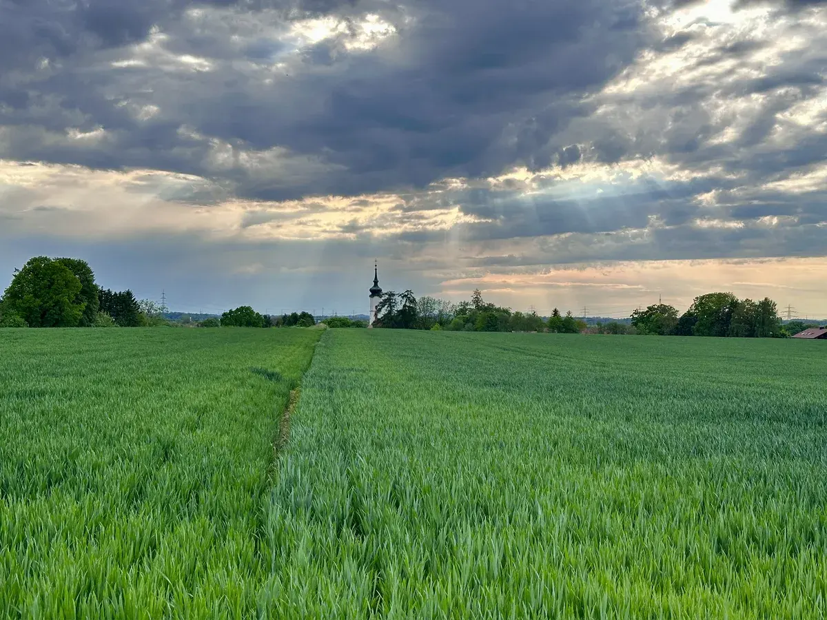 Ein weitläufiges, grünes Feld erstreckt sich unter einem bewölkten Himmel, durchzogen von Lichtstrahlen, die durch die Wolken brechen. In der Ferne ist ein kleiner, schmaler Turm der Kirche von Pliening sichtbar, umgeben von Bäumen.