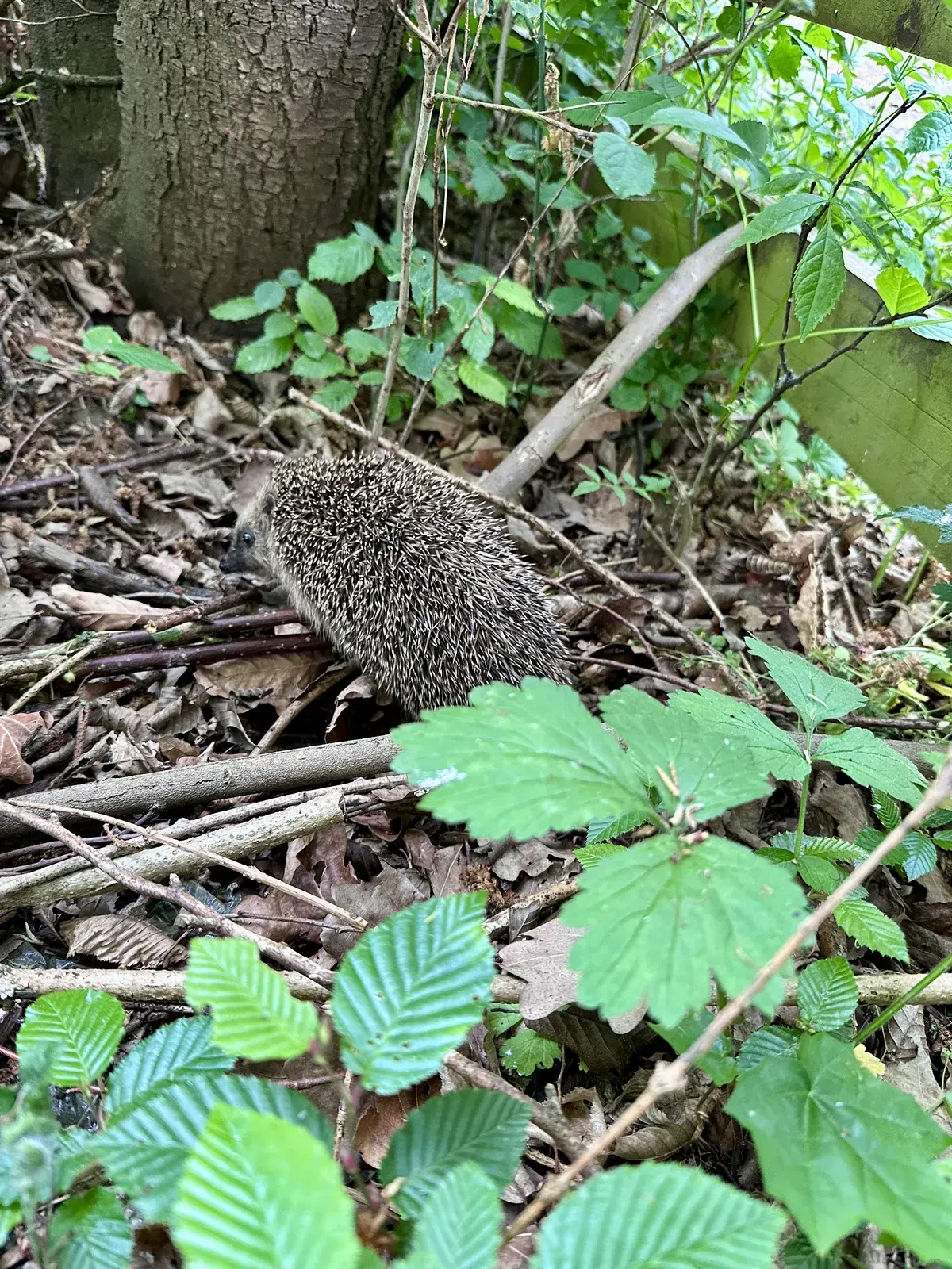 Ein Igel sitzt auf einem Boden aus Laub und Ästen, umgeben von grünen Pflanzen und Sträuchern. Im Hintergrund sind ein Baumstamm und eine Holzwand sichtbar.