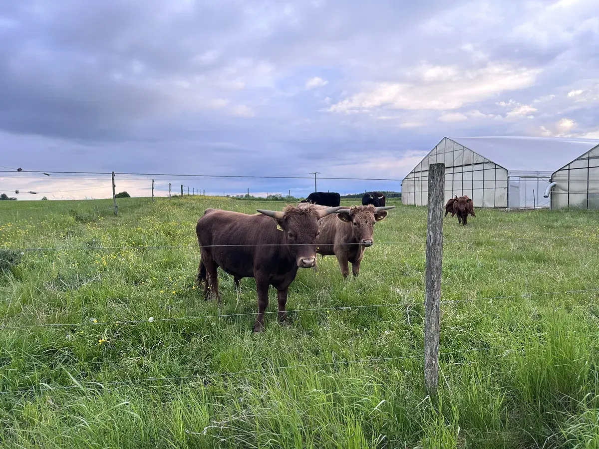 Zwei Kühe stehen auf einer grünen Wiese hinter einem Elektrozaun, während im Hintergrund Gewächshäuser und eine bewölkte Himmelsszene zu sehen sind. Weitere Kühe sind in der Ferne sichtbar.