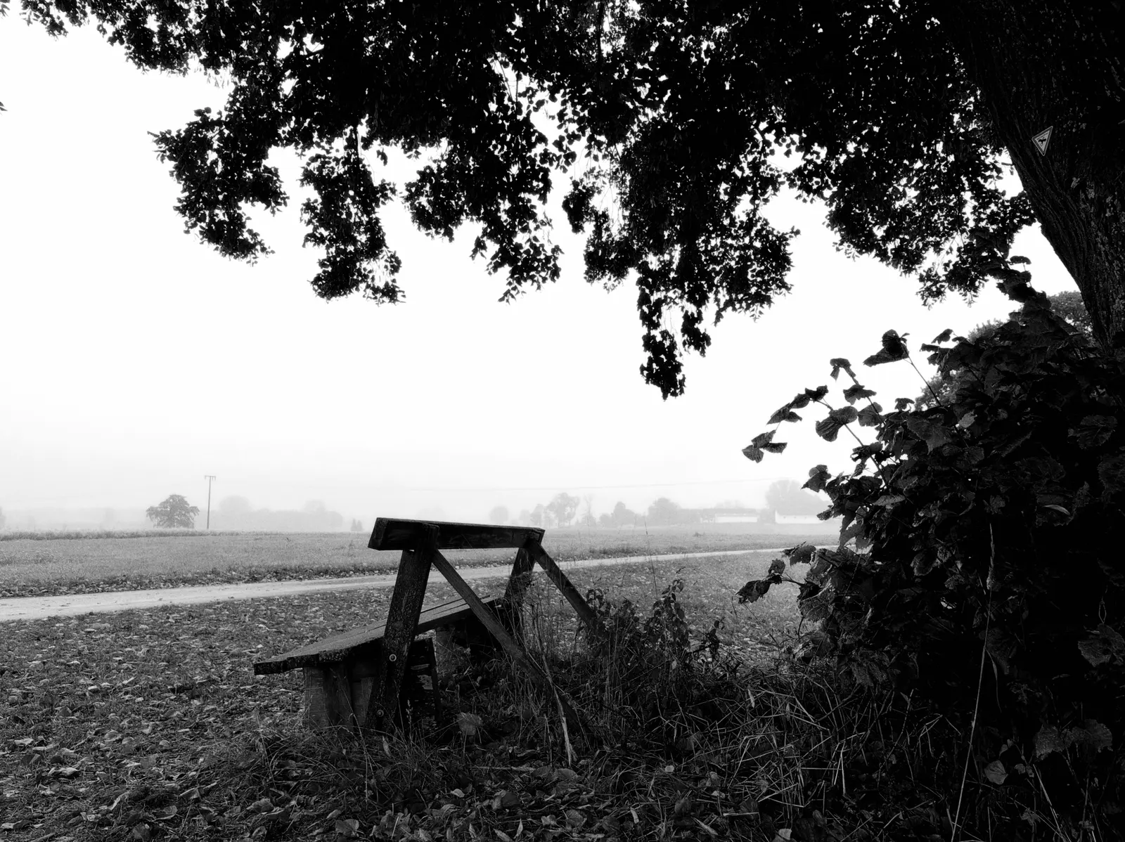 Schwarzweißfoto eines Feldwegs im Nebel, im Vordergrund eine Holzbank unter überhängenden Baumästen und dichtem Gebüsch.