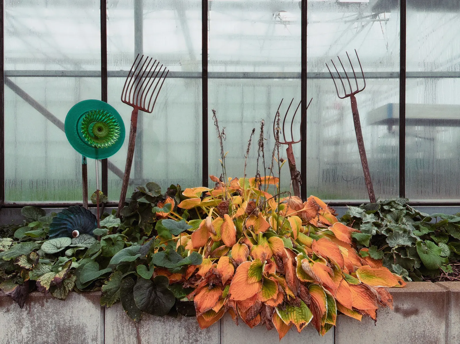 Herbstliche Pflanzen mit orangefarbenen Blättern in einem Hochbeet vor Gewächshausfenstern, daneben mehrere rostige Mistgabeln und ein grünes Gartensieb