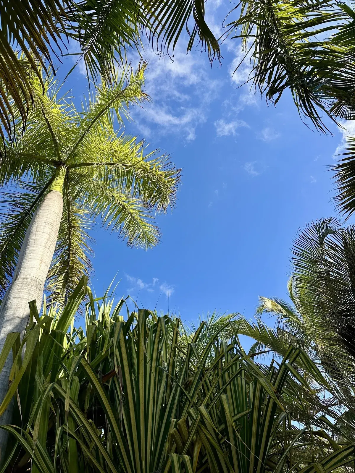 Blick nach oben auf einen klaren blauen Himmel, umrahmt von hohen Palmen und dichten grünen Blättern.