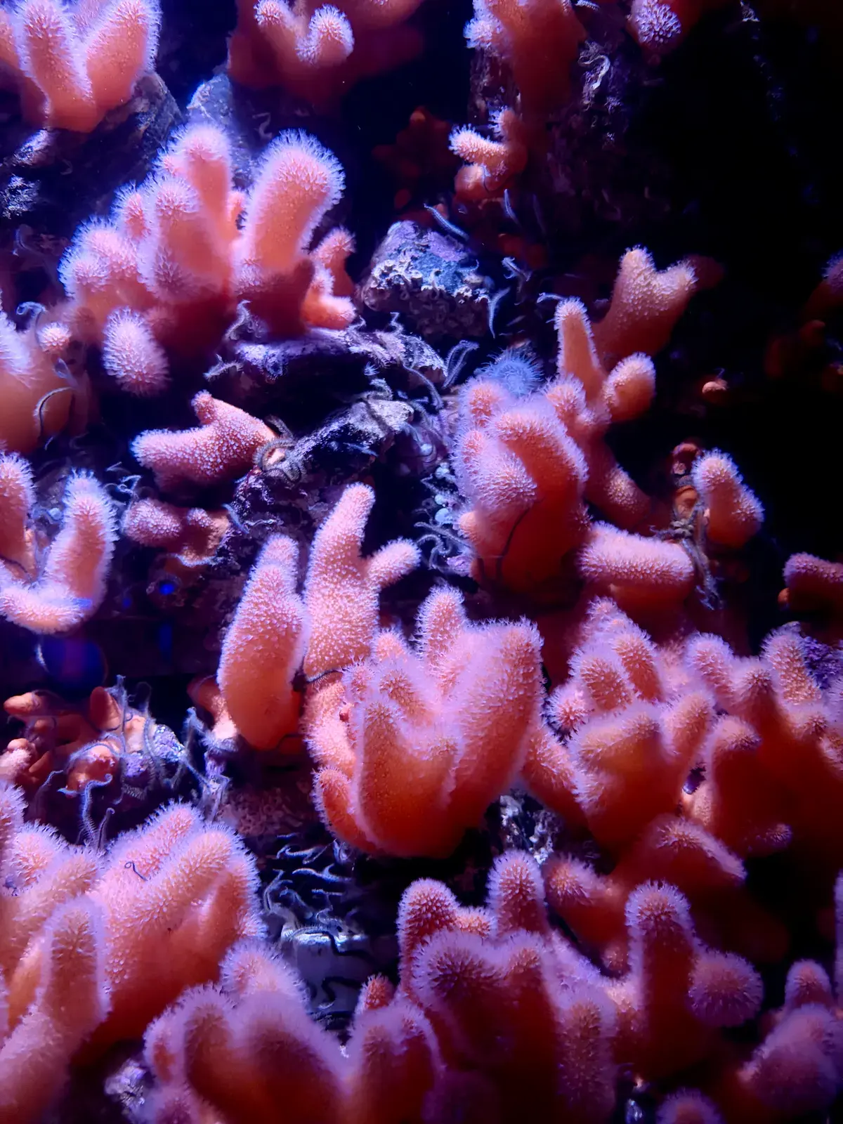 Dicht wachsende rosafarbene Weichkorallen in einem blau-violett beleuchteten Aquarium im Ozeaneum Stralsund