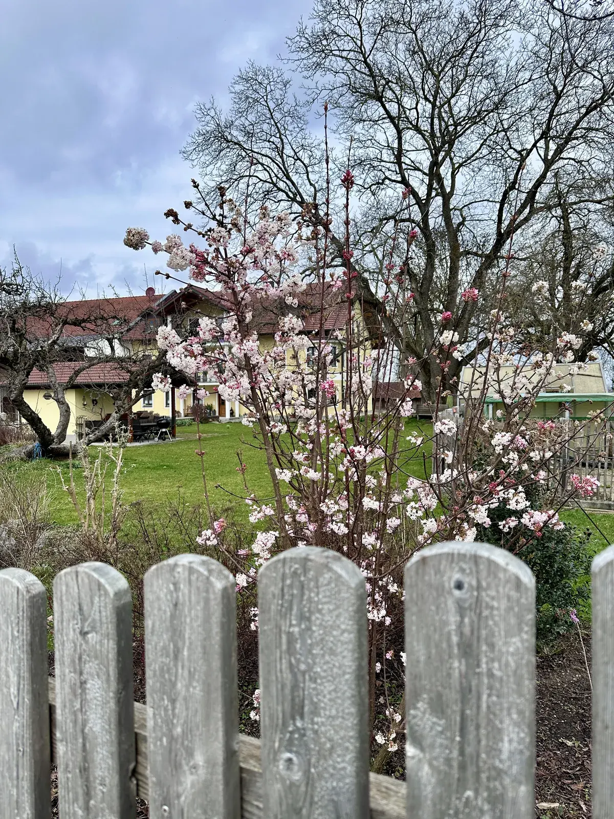 Im Vordergrund steht ein lattenzaun, der einen Blick auf einen Garten mit blühenden Kirschbäumen und einem alten Haus im Hintergrund freigibt. Der Himmel ist bewölkt und es ist eine grüne Wiese sichtbar.