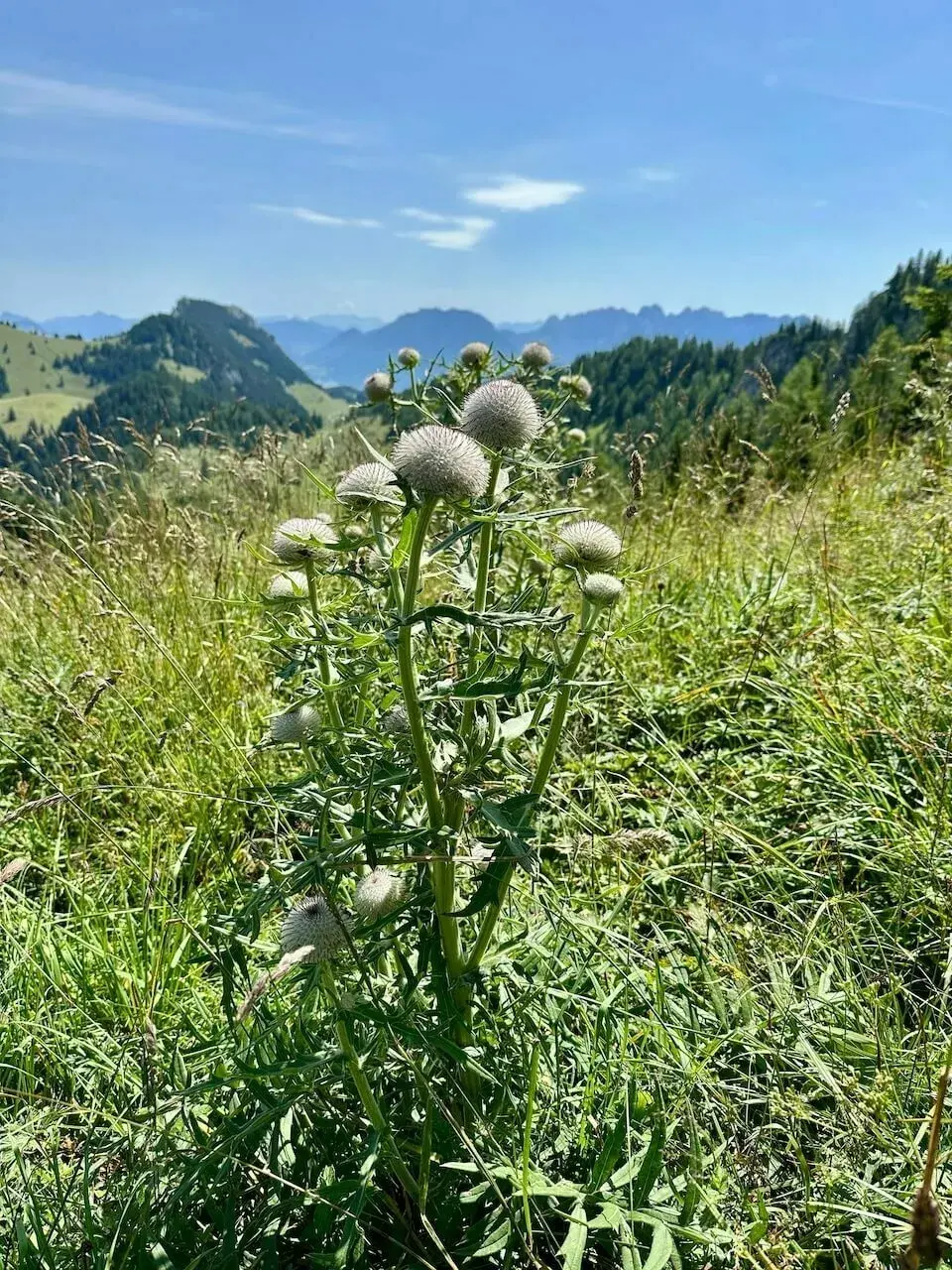 Nahaufnahme einer Silberdistel (Carlina acaulis) oder einer ähnlichen Distelart auf einer sonnigen, hohen Bergwiese mit verschwommenem Alpenpanorama im Hintergrund