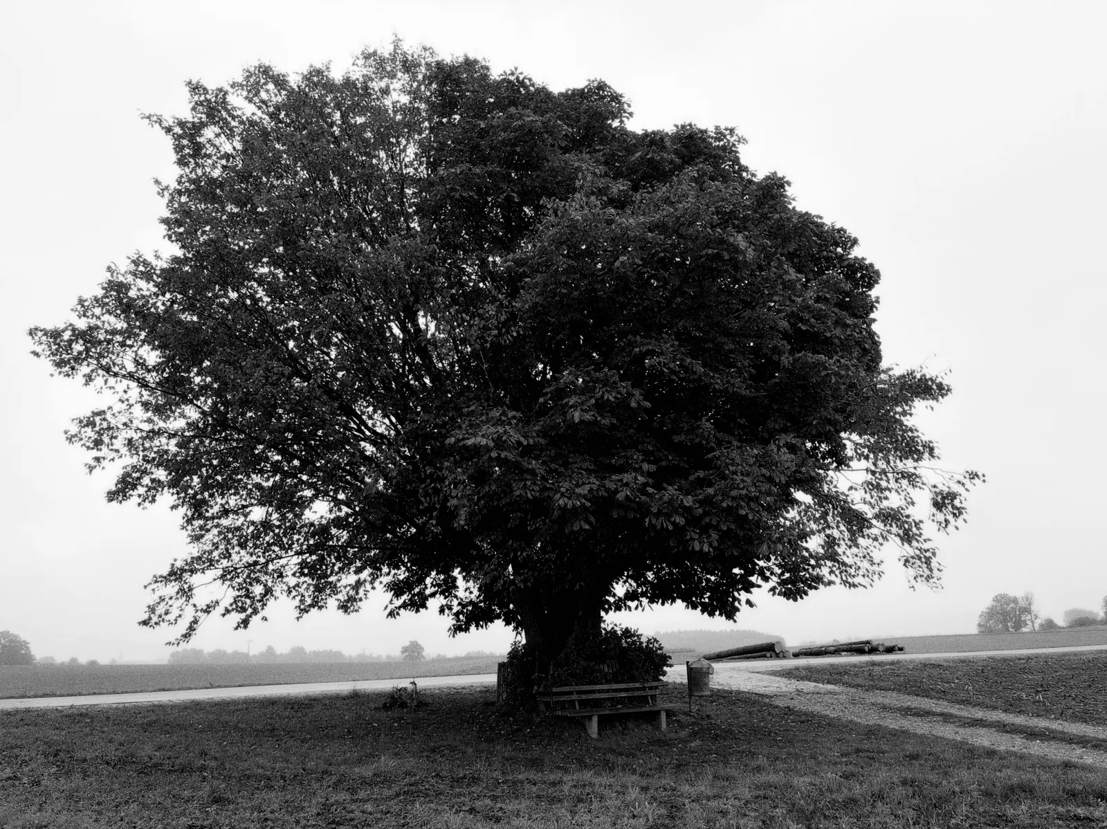 Schwarzweißfoto eines großen Baums am Feldrand mit Holzbank darunter, dahinter neblige Felder und ein Weg.