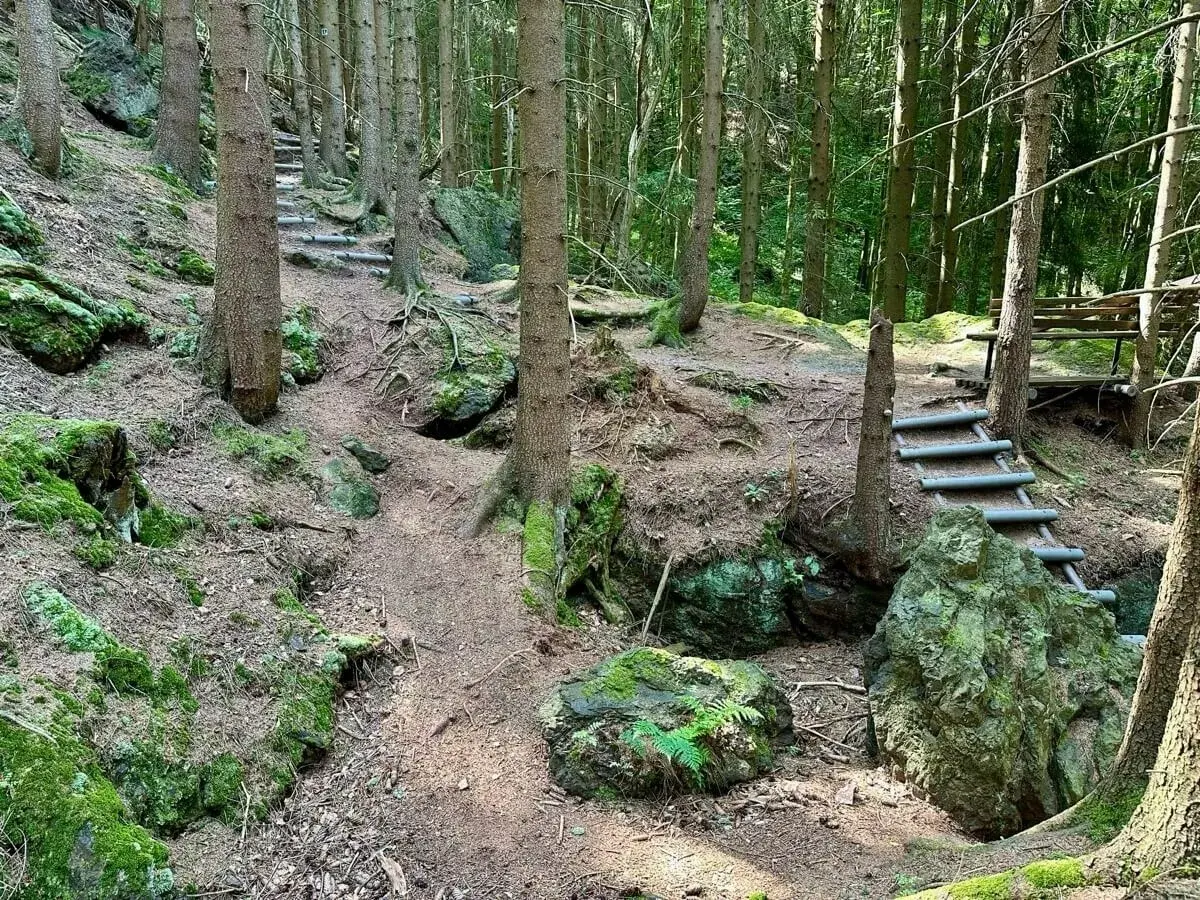 Ein Waldweg mit Stufen windet sich durch einen moosbedeckten Nadelwald.