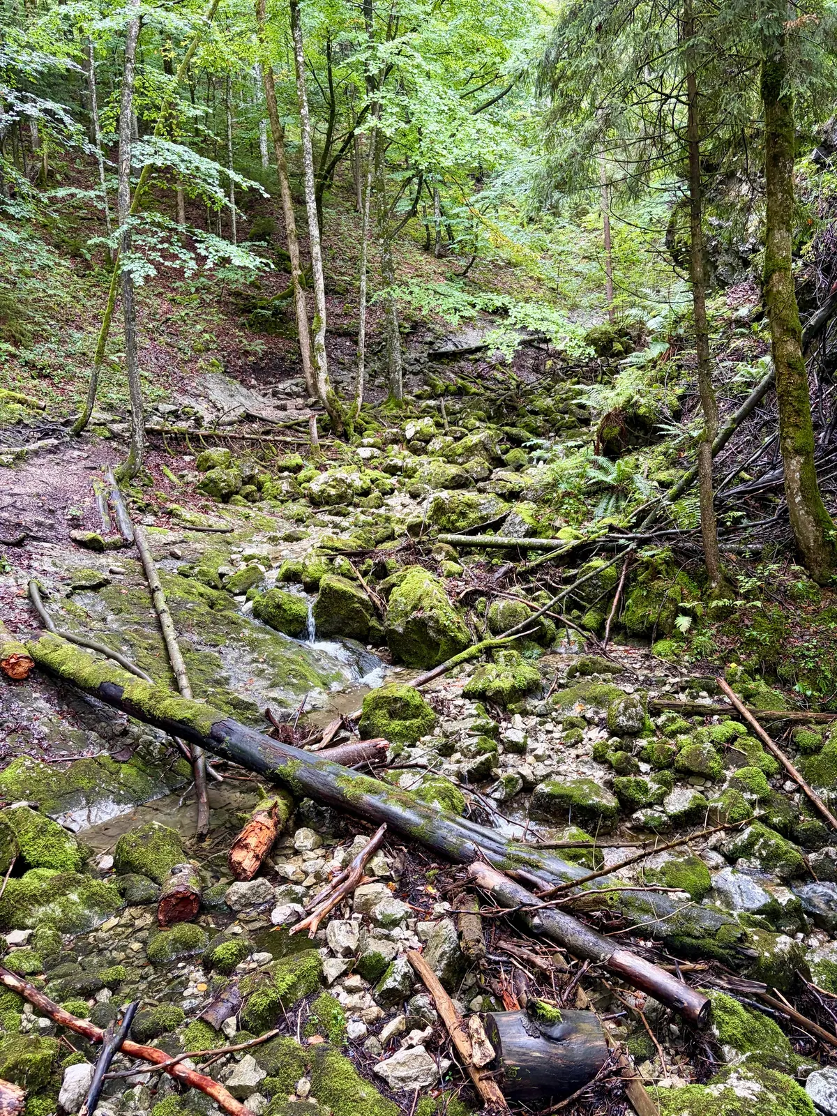 Steiniger Bachlauf im dichten grünen Wald mit moosbewachsenen Felsen und umgestürzten Baumstämmen
