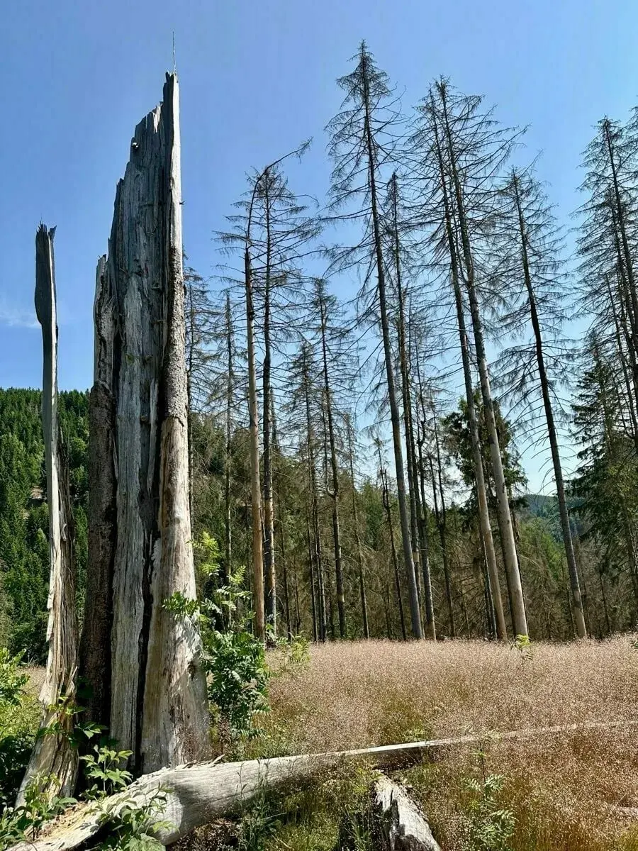 Eine Gruppe vertrockneter Bäume steht neben einem großen, abgestorbenen Baumstumpf in einer Graslandschaft unter klarem Himmel.