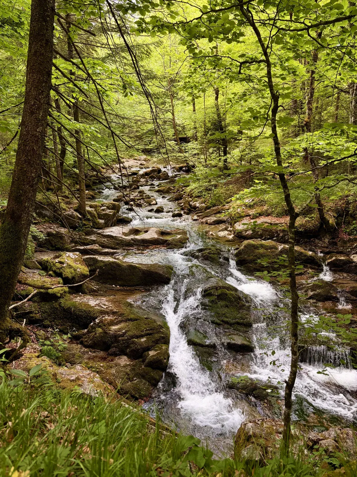 Ein kleiner Gebirgsfluss fließt durch einen bewaldeten Bereich, umgeben von grünen Bäumen und Felsen. Das Wasser sprudelt über die Steine und schafft kleine Wasserfälle, während das Licht durch das Laub fällt.