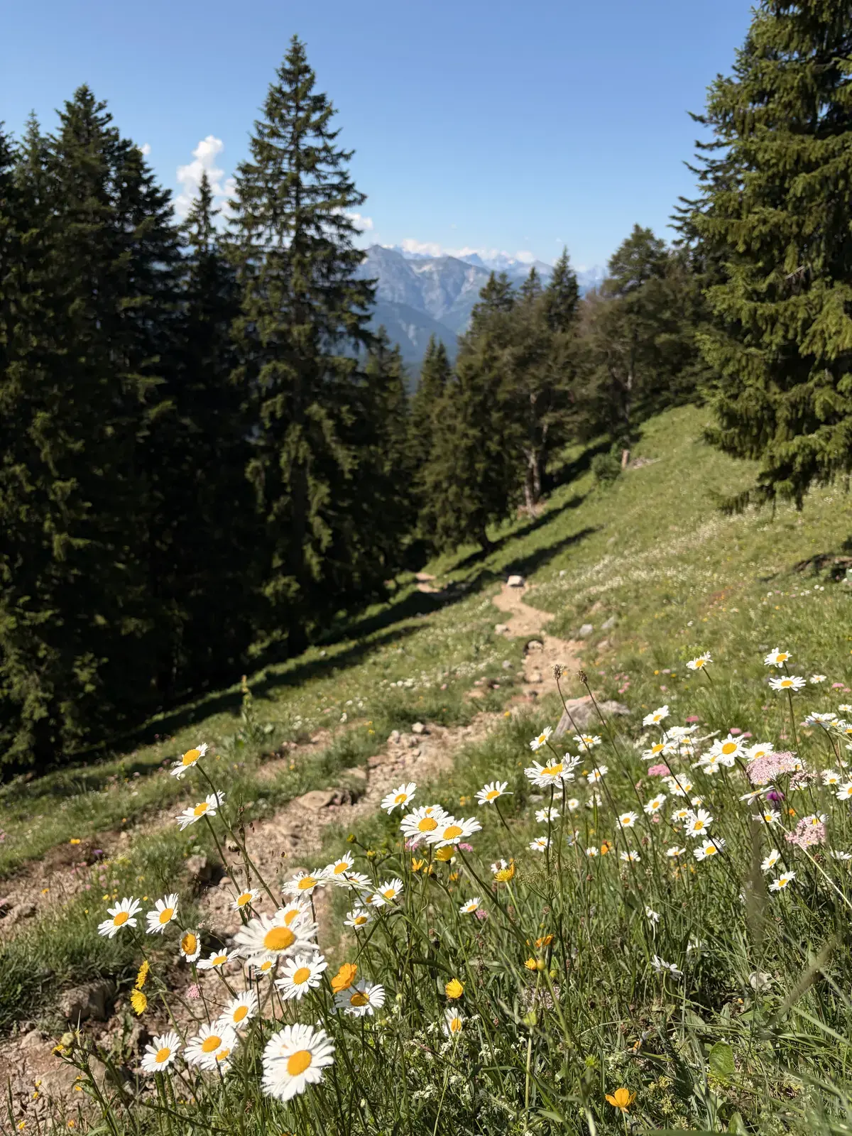 Schmaler Bergpfad durch blühende Wiesen mit Margeriten und Nadelwald am Aufstieg zur Tegernseer Hütte. Im Hintergrund ist ein eindrucksvolles Bergpanorama zu sehen.