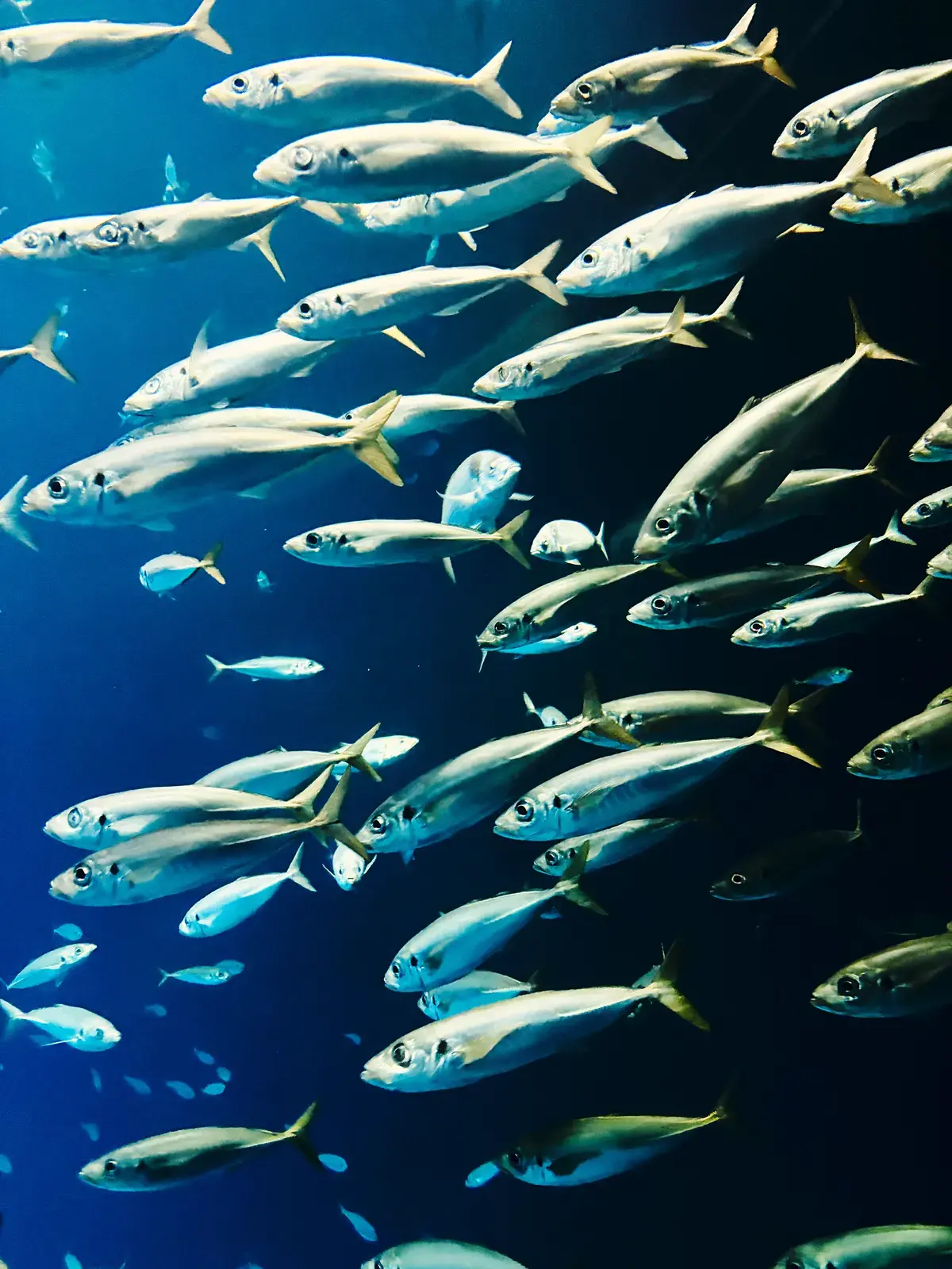 Schwarm silbriger Fische in einem dunkelblau beleuchteten Aquarium im Ozeaneum Stralsund