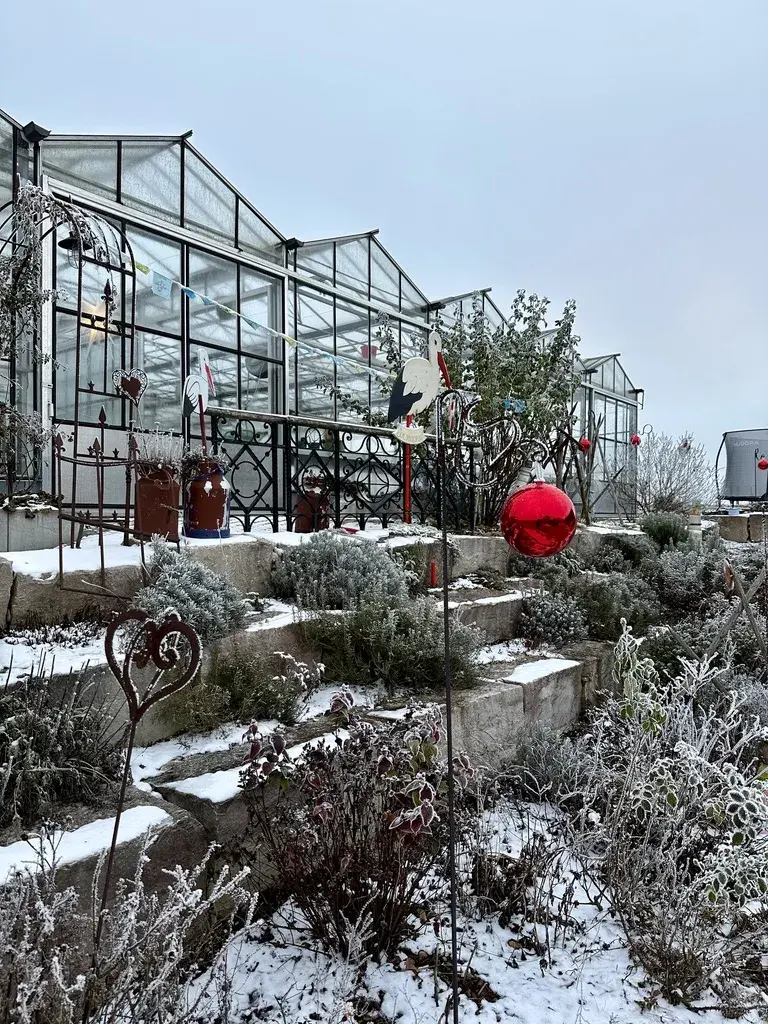 Ein winterlicher Garten mit schneebedeckten Stufen und dekorativen Pflanzen, die von frostigen Zweigen umgeben sind. Im Hintergrund sind Gewächshäuser zu sehen, die durch ein metallisches Geländer und bunte Weihnachtsdekorationen geschmückt sind.