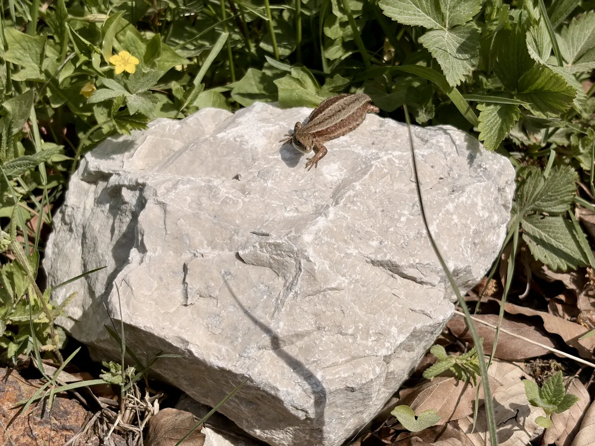 Eine kleine braune Eidechse sitzt auf einem großen grauen Stein, umgeben von grünem Gras und gelben Blüten. Die Sonne scheint und erzeugt Schatten auf dem Stein.