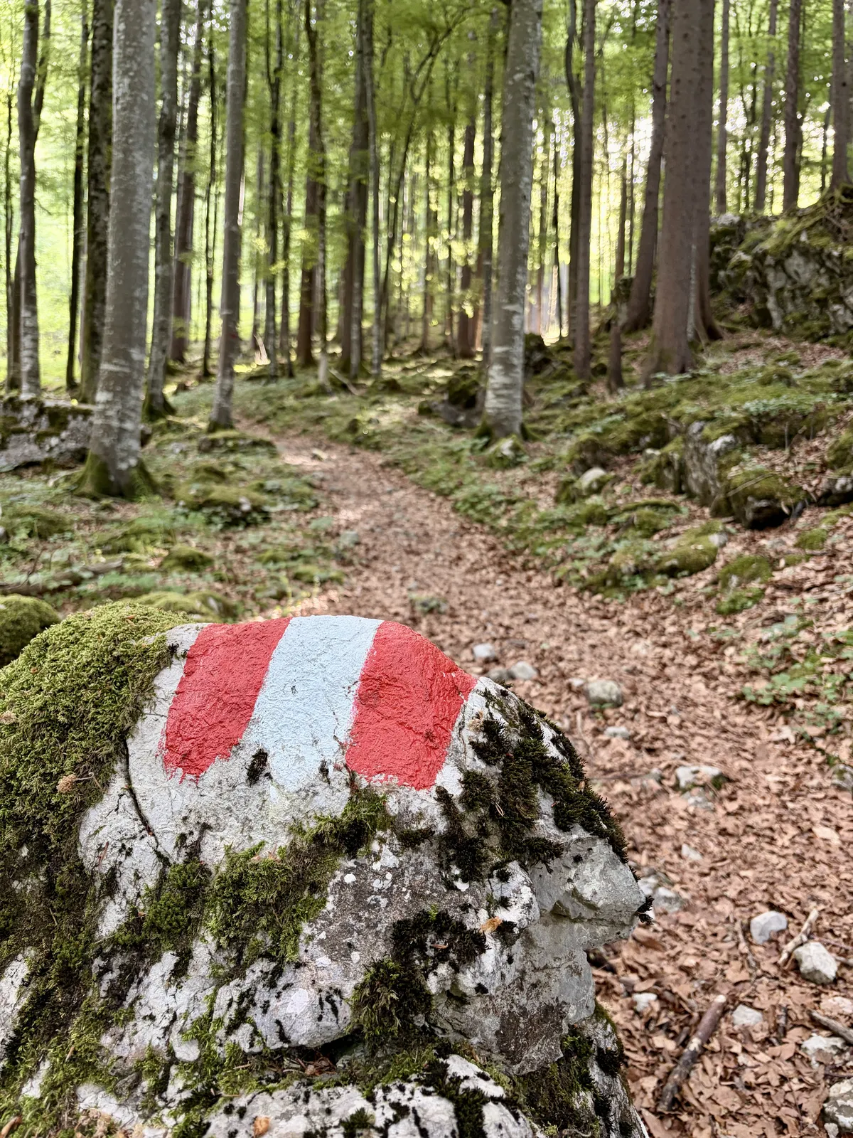 Ein bunter Wegweiser in Form eines roten und blauen Streifens auf einem grauen Stein, umgeben von einem bewaldeten Gebiet mit hohen Bäumen und einem schmalen, gewundenen Pfad im Hintergrund. Der Boden ist mit Laub und kleineren Steinen bedeckt.