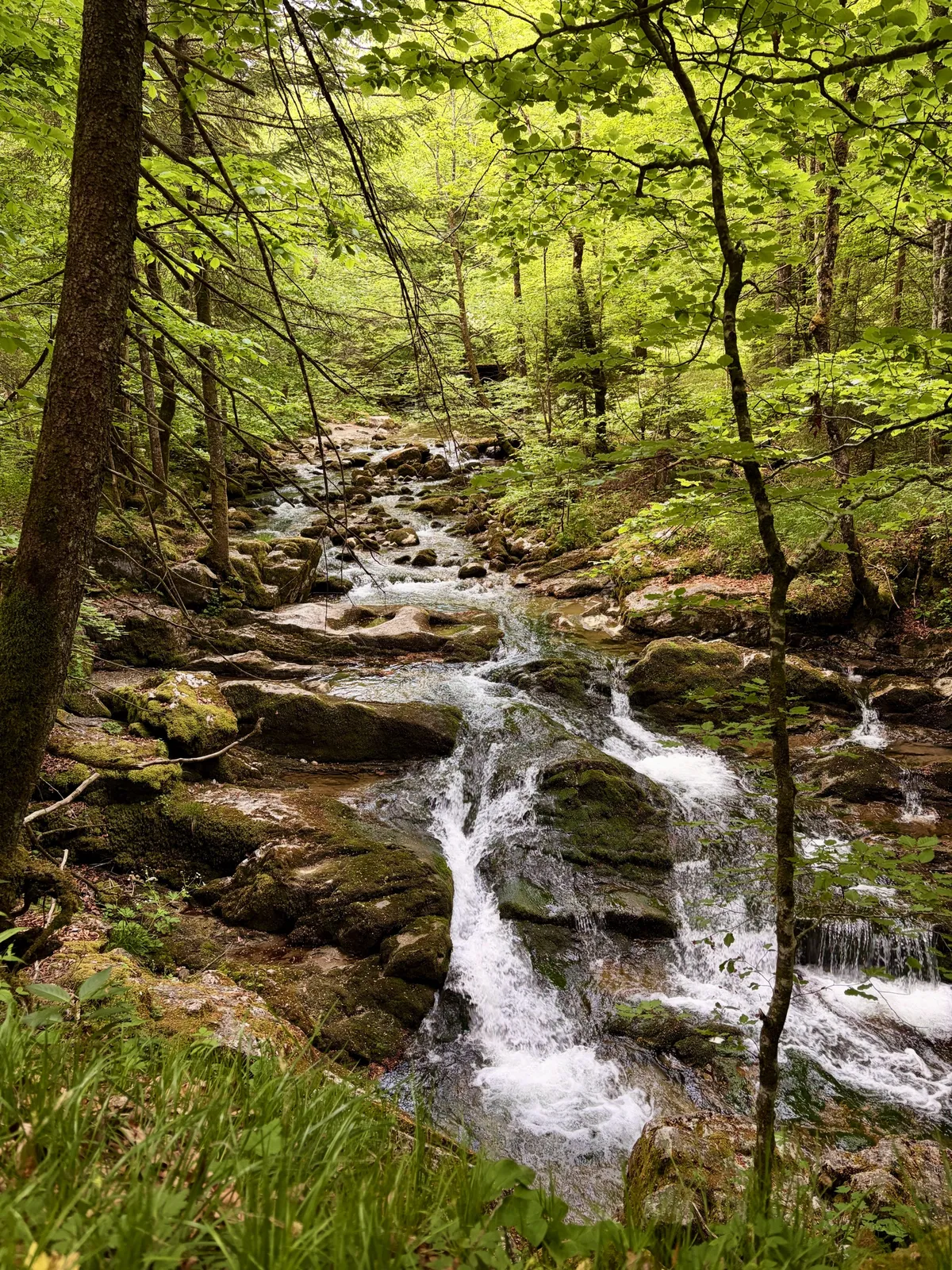 Ein kleiner Gebirgsfluss fließt durch einen bewaldeten Bereich, umgeben von grünen Bäumen und Felsen. Das Wasser sprudelt über die Steine und schafft kleine Wasserfälle, während das Licht durch das Laub fällt.