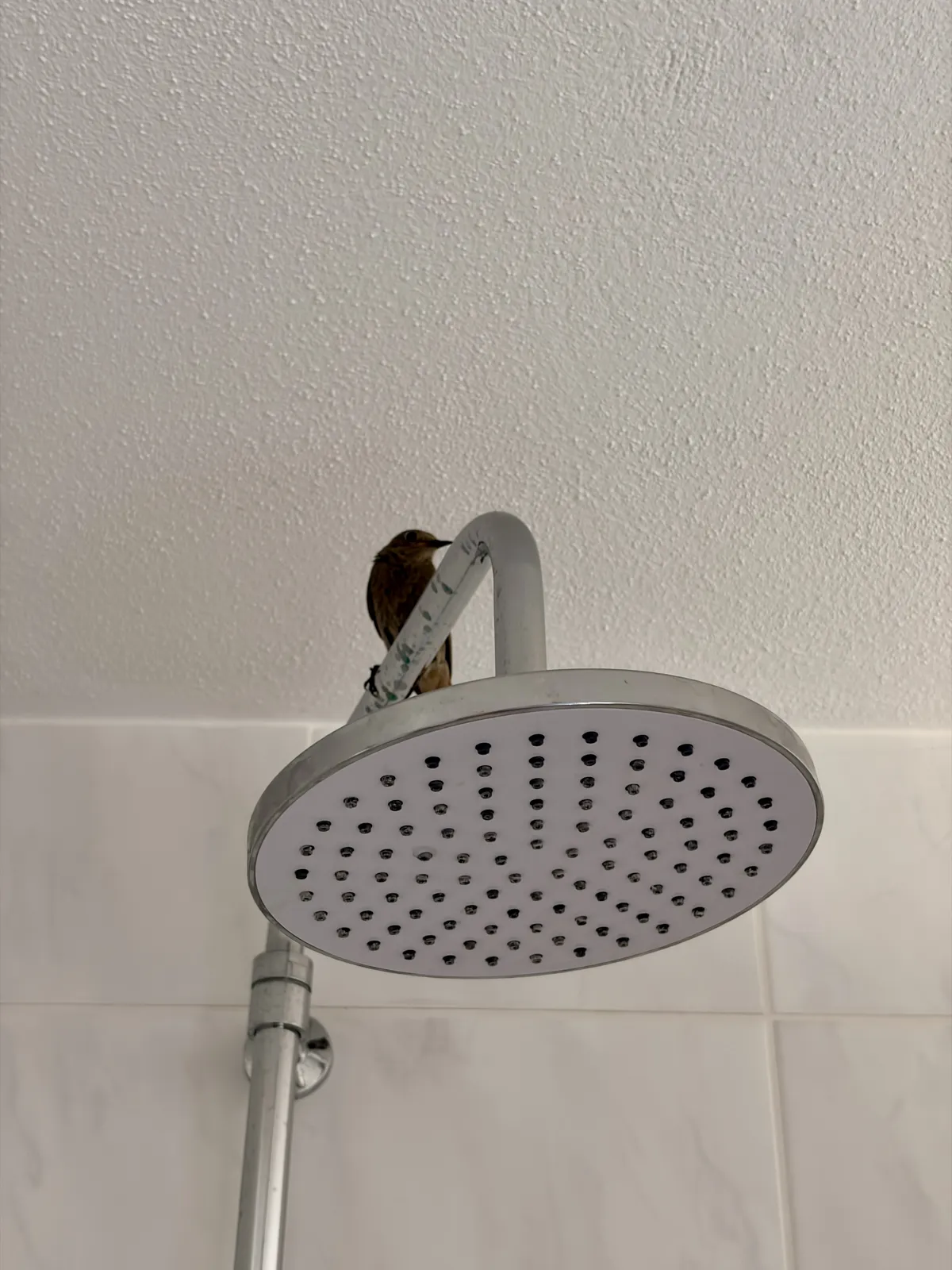 Ein Duschkopf hängt von der Decke, während ein kleiner Vogel auf der Oberseite sitzt. Die Fliesenwand hinter dem Duschkopf ist hell gehalten.
