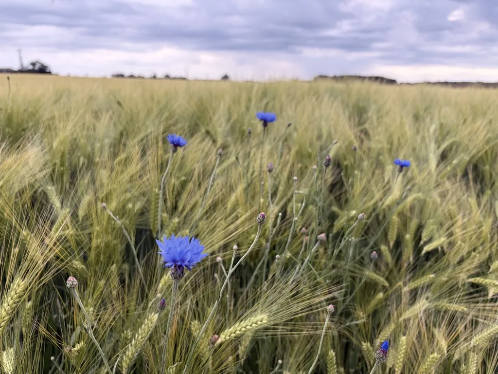 In einem weitläufigen Feld wachsen grüne Ähren, durchsetzt mit leuchtend blauen Kornblumen. Der Himmel ist bewölkt, was der Szene eine ruhige, gemütliche Stimmung verleiht.