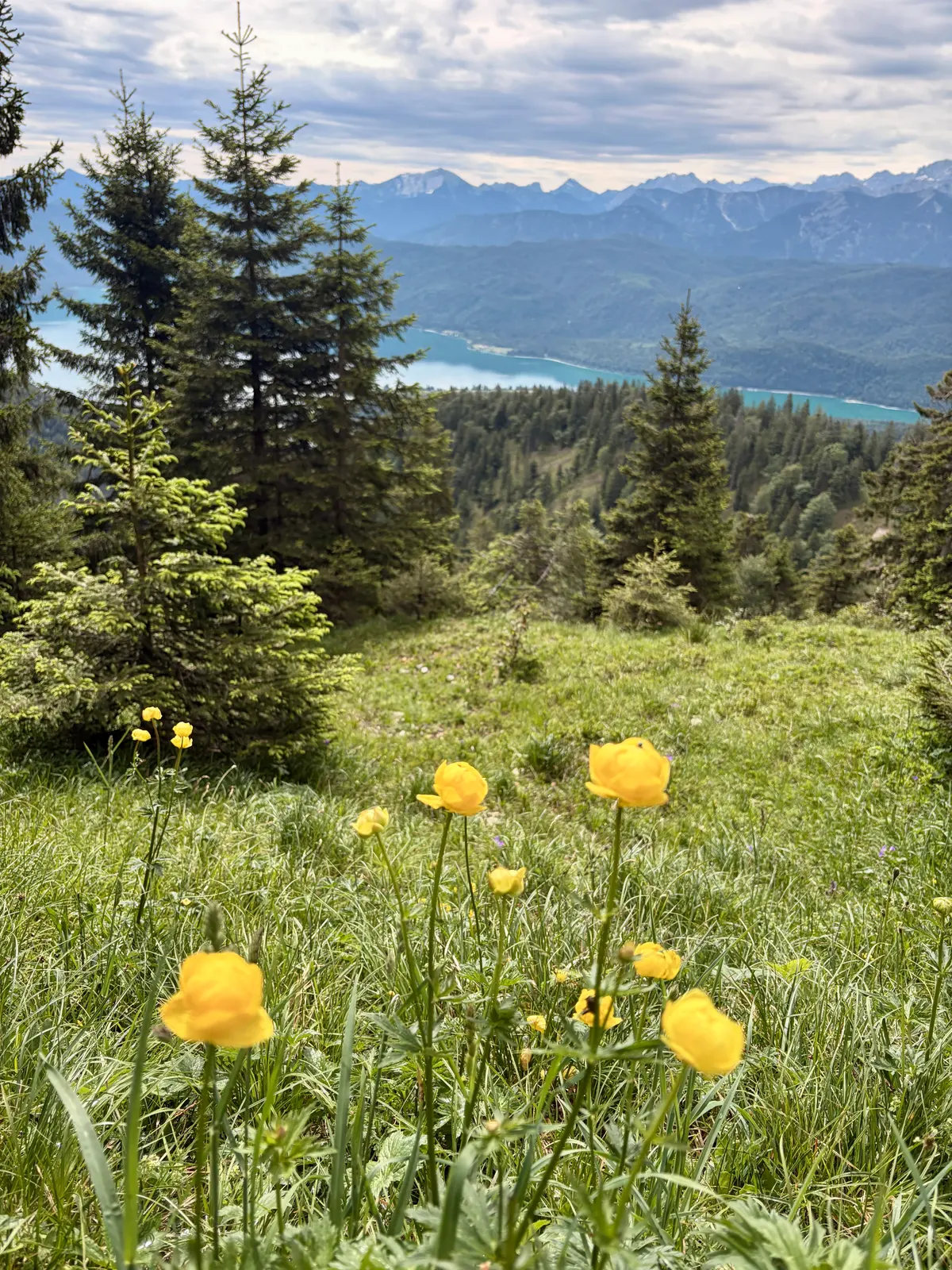 Gelbe Bergblumen auf einer Wiese am Heimgarten, dahinter Tannenwald und der türkis schimmernde Walchensee. In der Ferne liegen bewaldete Hänge und die bewölkte Alpenkette.