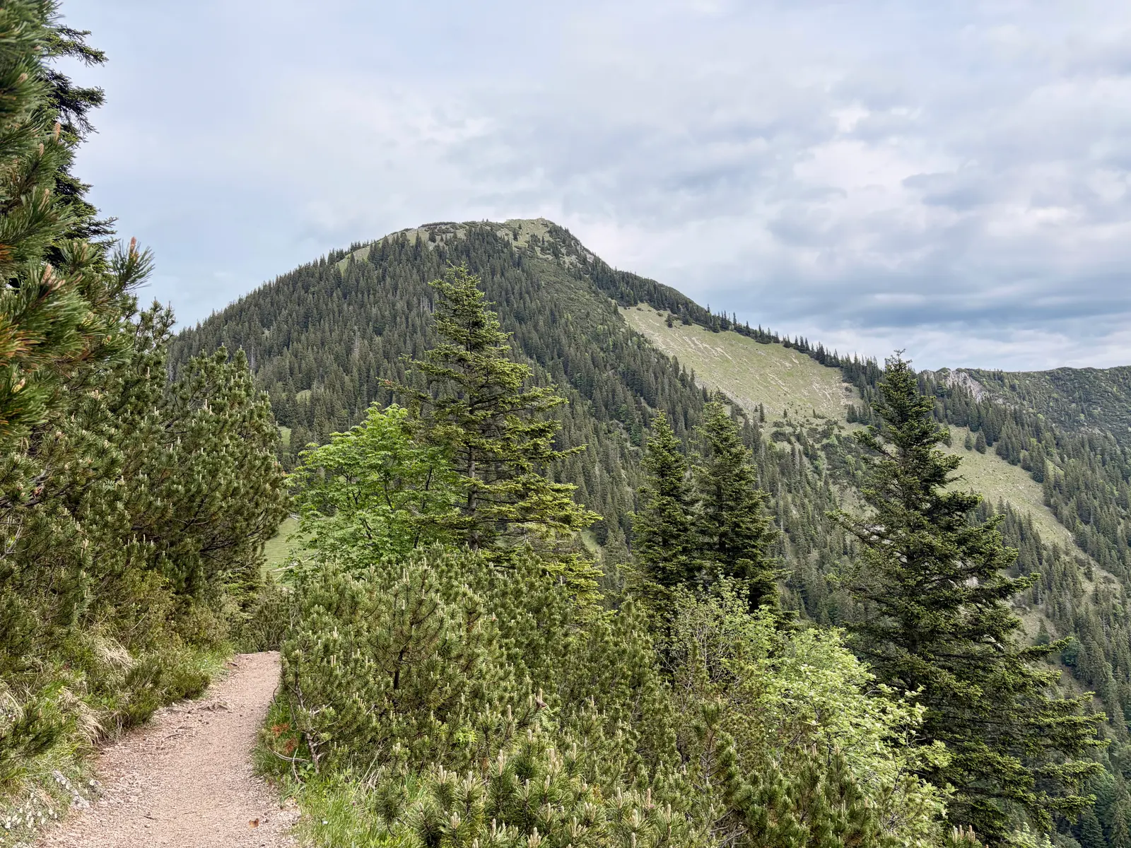Schmaler Wanderpfad durch Latschen und Nadelwald auf dem Weg zum Heimgarten. Vorne liegt ein bewaldeter Bergrücken unter bewölktem Himmel.