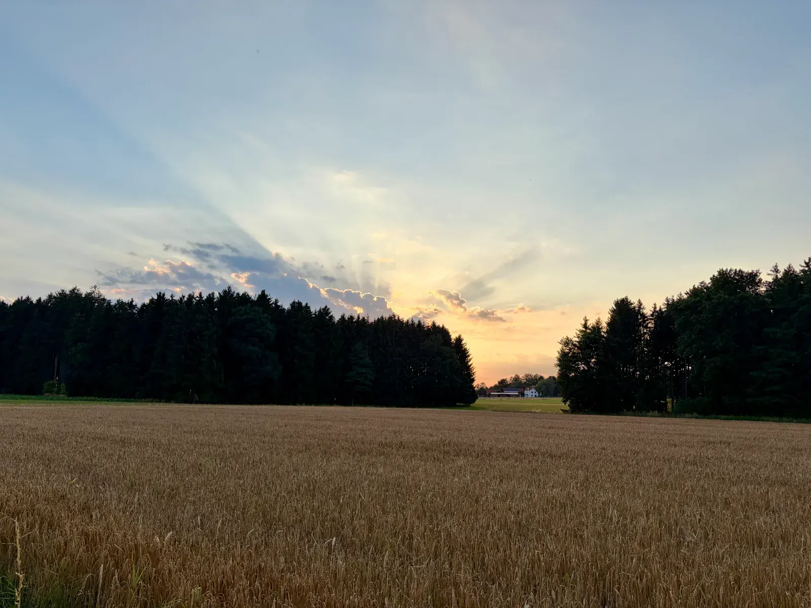 Abendstimmung über einem Getreidefeld am Waldrand, mit Sonnenstrahlen hinter Wolken und dunklen Baumreihen am Horizont.