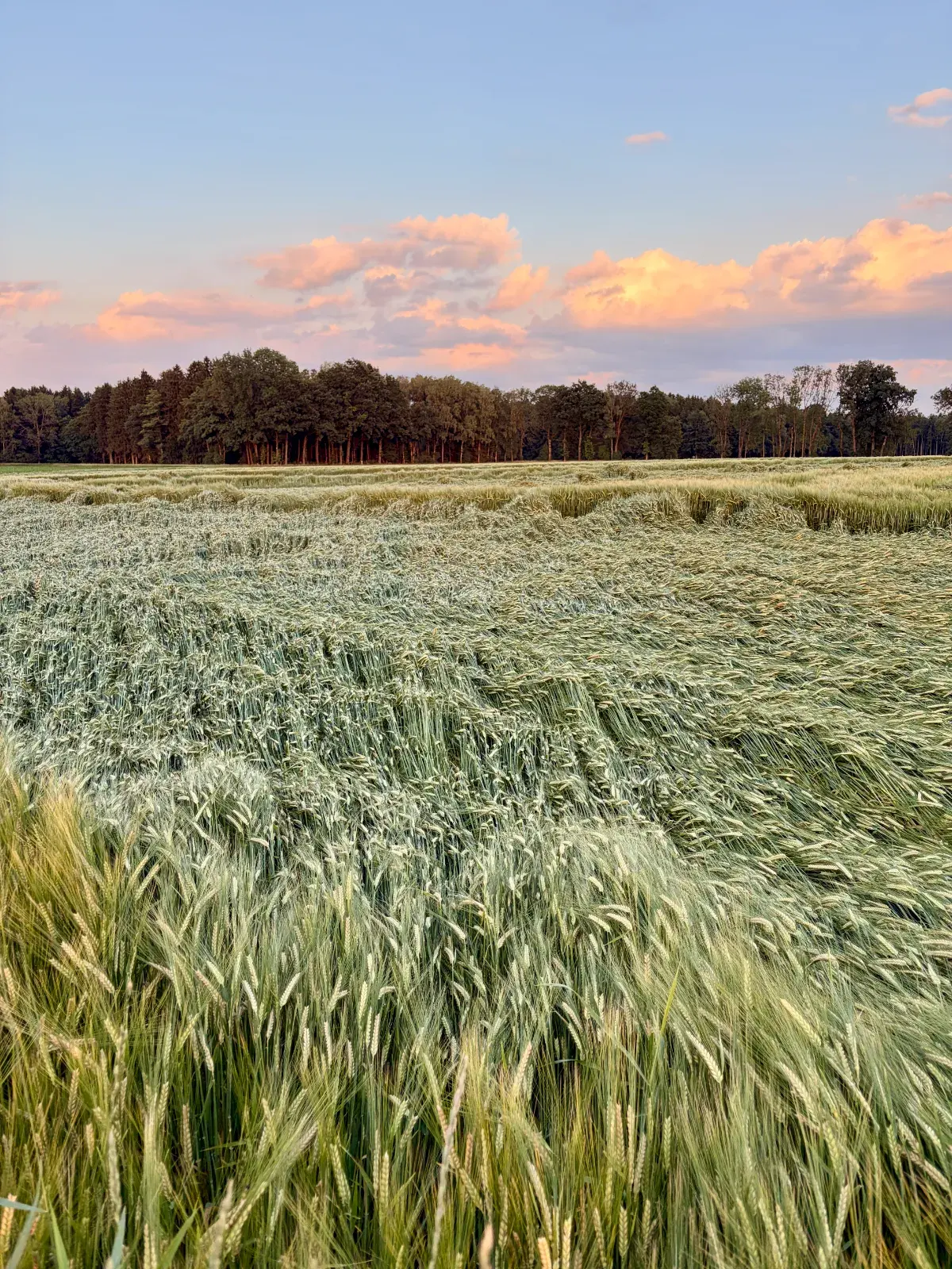 Ein weites Gerstenfeld im Abendlicht, dahinter ein dunkler Waldrand. Rosa Wolken ziehen über den blauen Himmel.